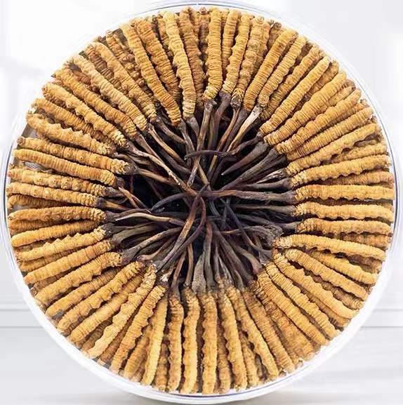 伊犁冬虫夏草回收